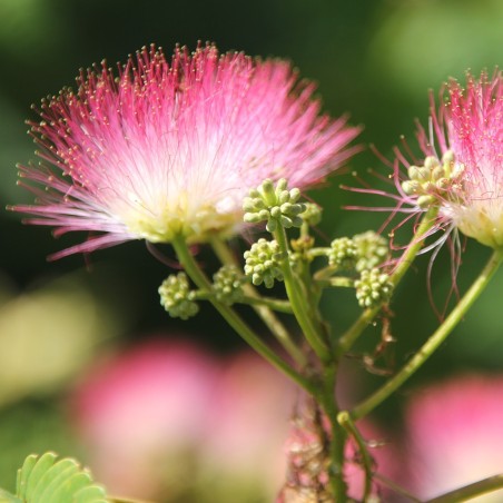 Semillas de Árbol de la seda (Albizia julibrissin)