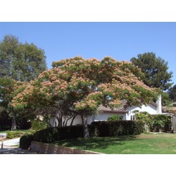 Sementes de Árvore-da-seda Acacia nemu  2.5 - 4