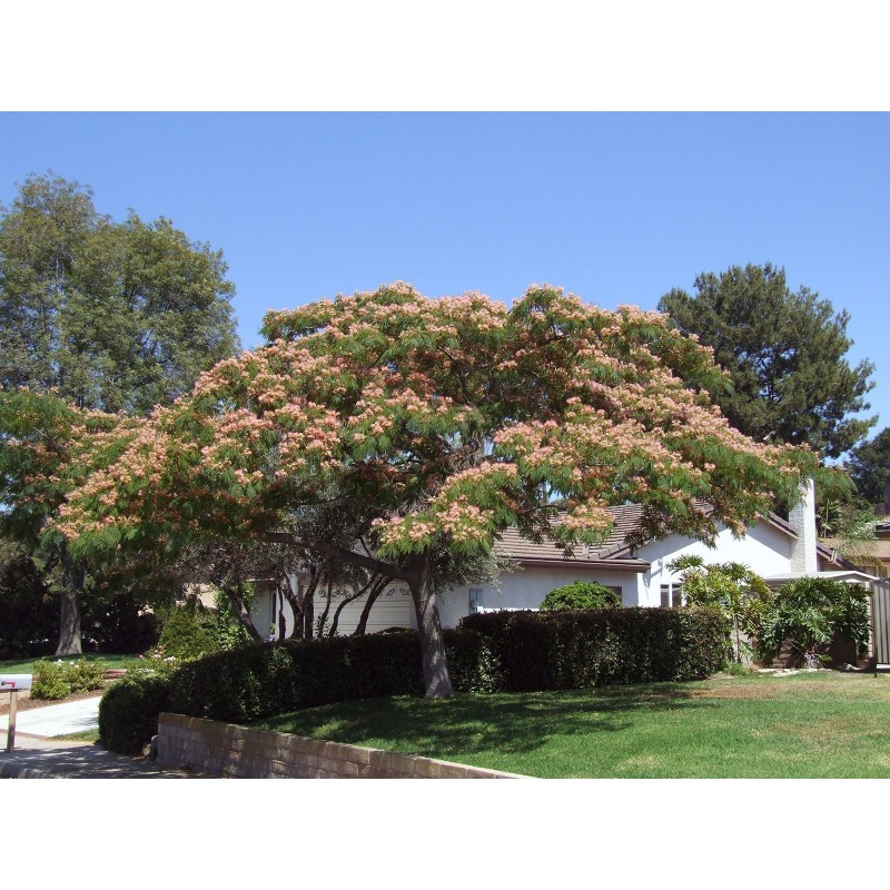 Semillas de Árbol de la seda (Albizia julibrissin)