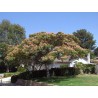 Price: €1.85 - Sementes de Árvore-da-seda Acacia nemu (Albizia julibrissin) - 