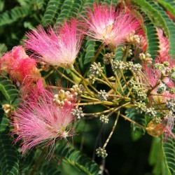 Persian Silk Tree, Pink Silk Tree Seeds 2.5 - 5