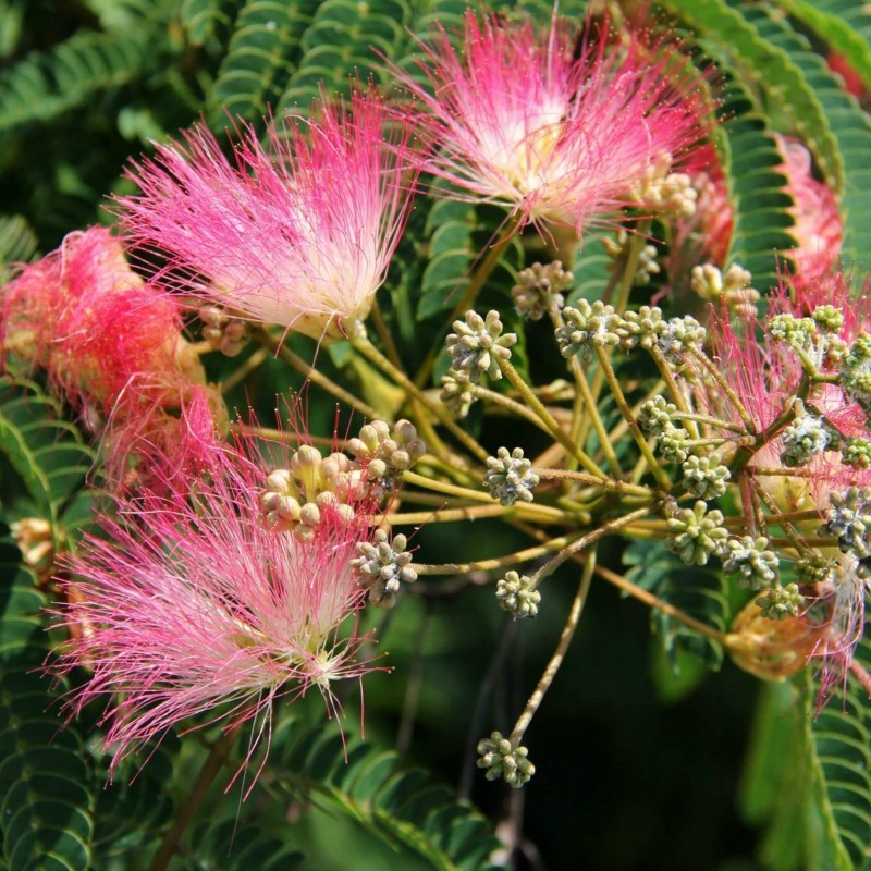 Price: €1.85 - Sementes de Árvore-da-seda Acacia nemu (Albizia julibrissin) - 