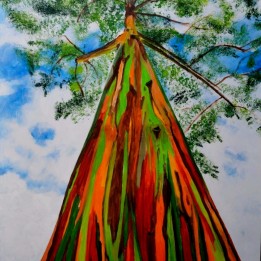 Rainbow Eucalyptus seeds (Eucalyptus deglupta) - 228.714671