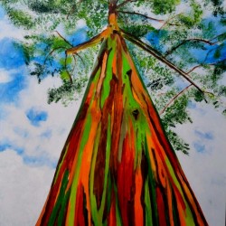 Price: €1.95 - Semi di Eucalipto Arcobaleno (Eucalyptus deglupta) - 