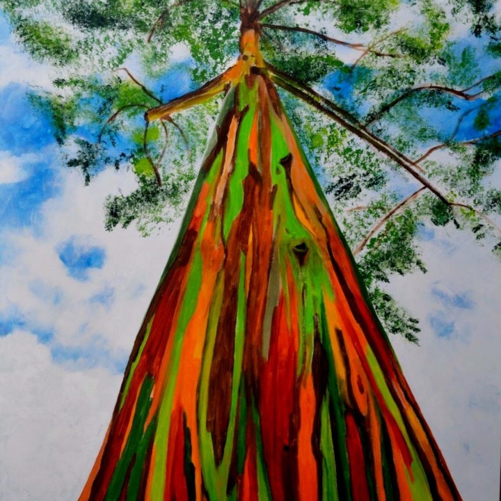 Rainbow Eucalyptus seeds (Eucalyptus deglupta) - 228.714671
