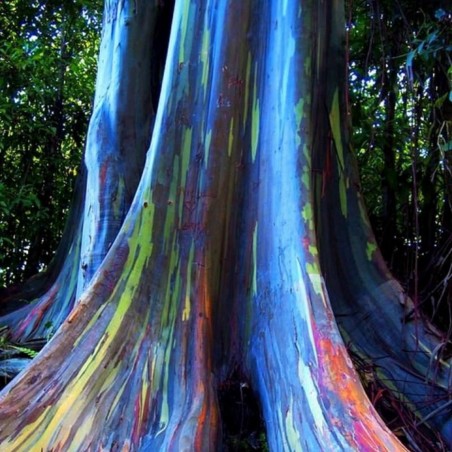 Semi di Eucalipto Arcobaleno (Eucalyptus deglupta)