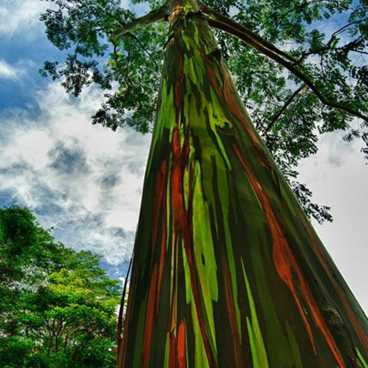 Rainbow Eucalyptus seeds (Eucalyptus deglupta) - 228.714671