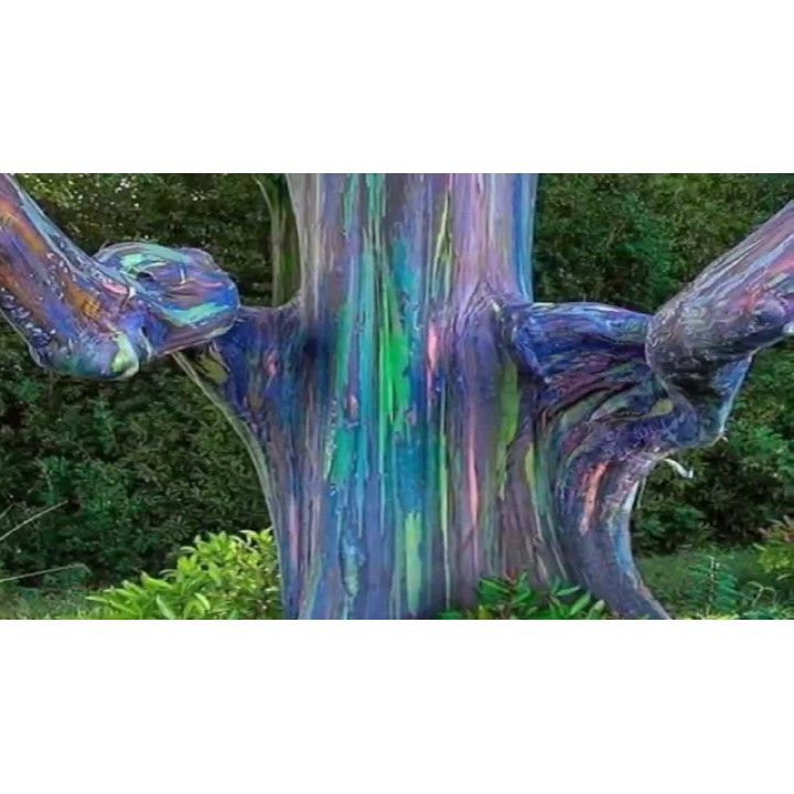 Rainbow Eucalyptus seeds (Eucalyptus deglupta) - 228.714671
