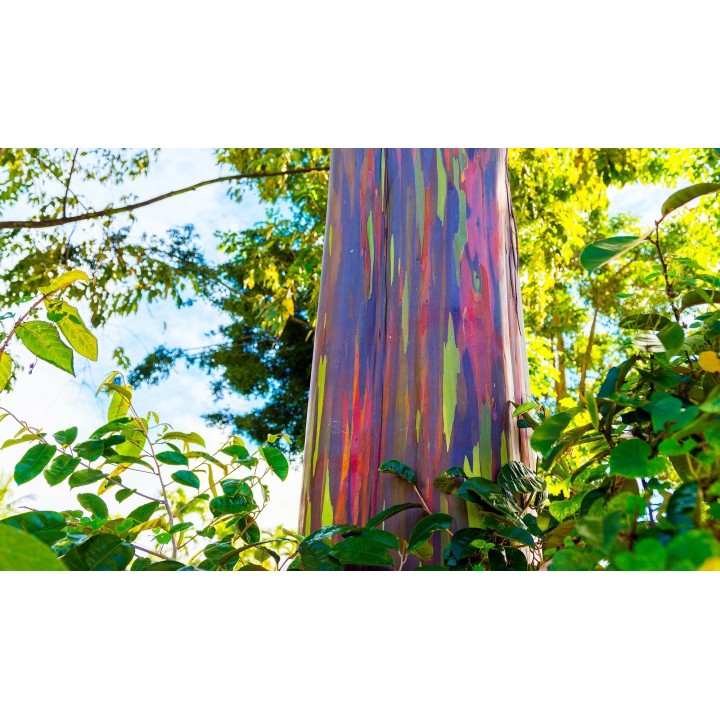 Rainbow Eucalyptus seeds (Eucalyptus deglupta) - 228.714671