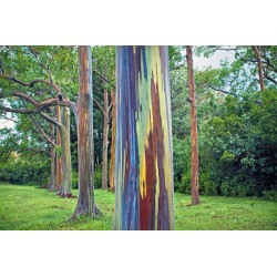Rainbow - regnbåge Eucalyptus Frön 3.5 - 6
