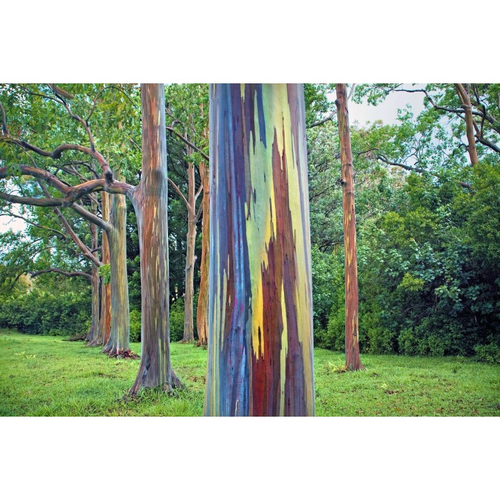 Rainbow Eucalyptus seeds (Eucalyptus deglupta) - 228.714671