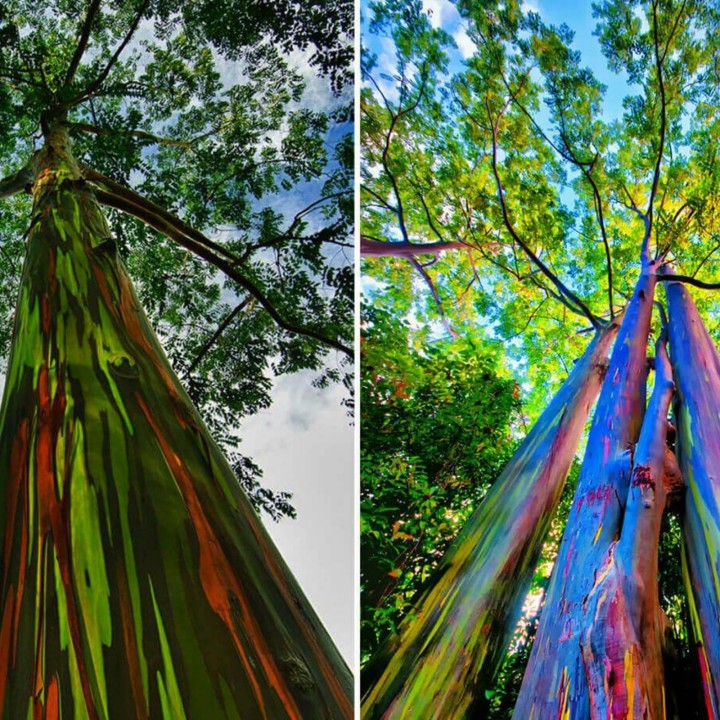 Rainbow Eucalyptus seeds (Eucalyptus deglupta) - 228.714671
