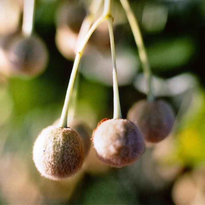 Tilia Tree Seeds - 216.985714