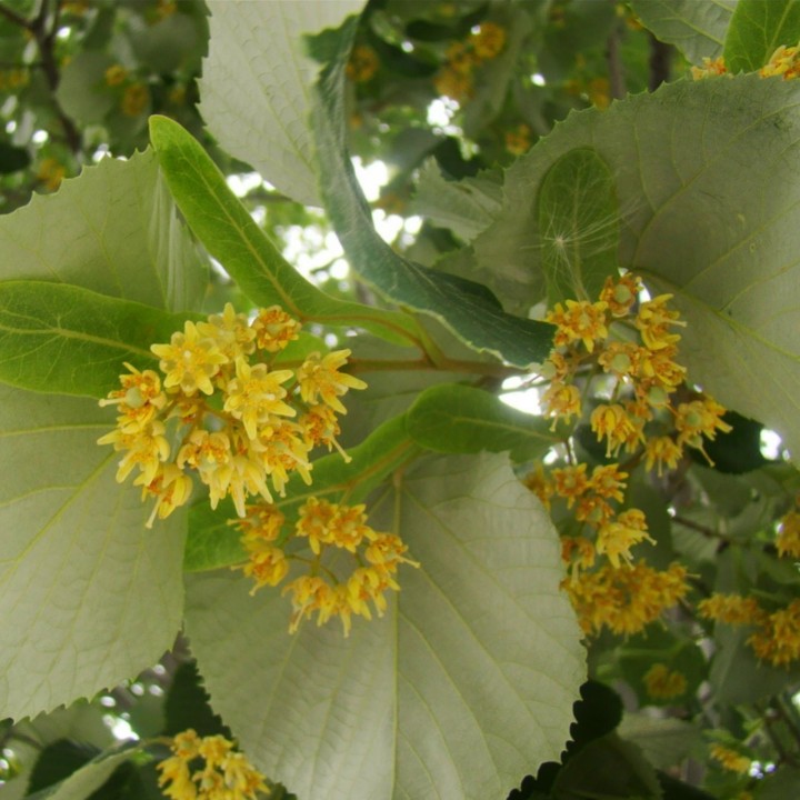 Tilia Tree Seeds - 216.985714