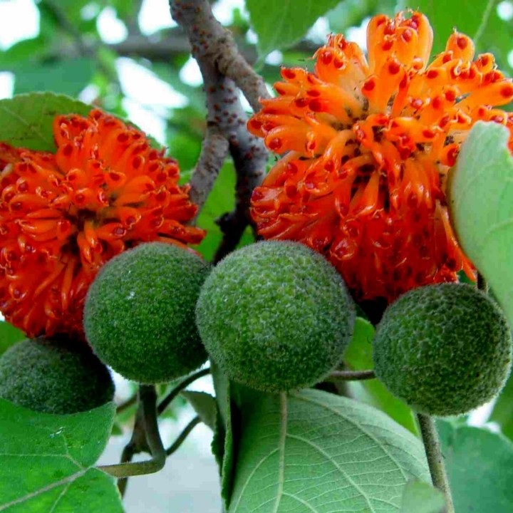 PAPER MULBERRY Seeds (Broussonetia papyrifera) - 1.665