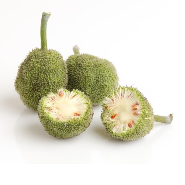 PAPER MULBERRY Seeds (Broussonetia papyrifera) - 1.665