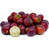 Sementes de Araçá-rosa (Psidium cattleianum)