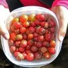 Sementes de Araçá-rosa (Psidium cattleianum)
