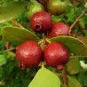 Sementes de Araçá-rosa (Psidium cattleianum)