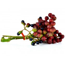 Price: €2.75 - Sementes de Pimenta Sichuan Szechuan (Zanthoxylum simulans) - 
