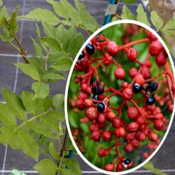 Sichuan Pepper, Szechuan Pepper Seeds (Zanthoxylum simulans) 2.75 - 4