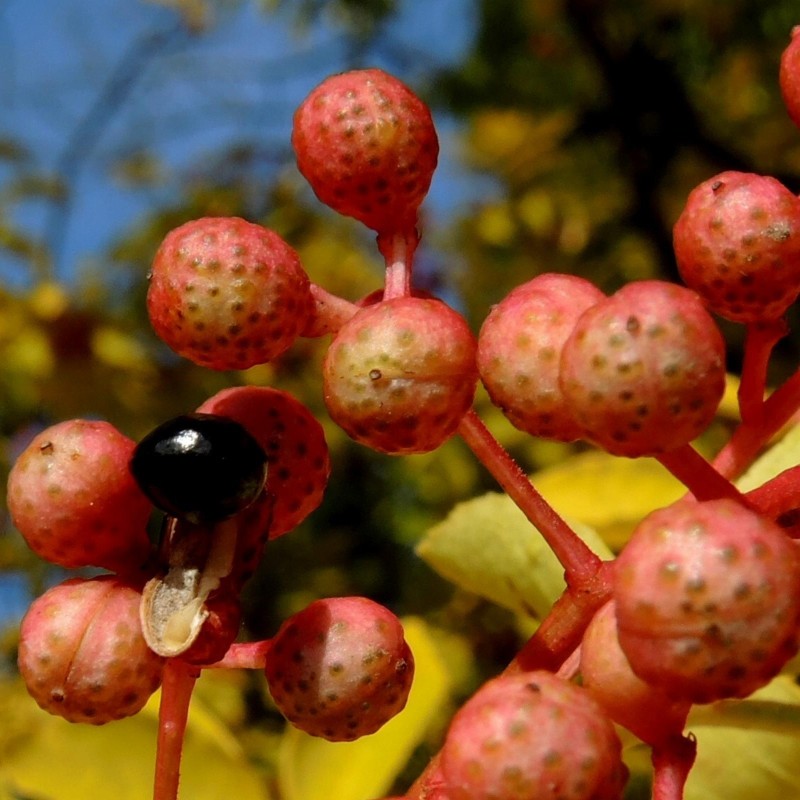 Secuanski Biber Seme (Zanthoxylum simulans)