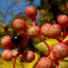 Secuanski Biber Seme (Zanthoxylum simulans)