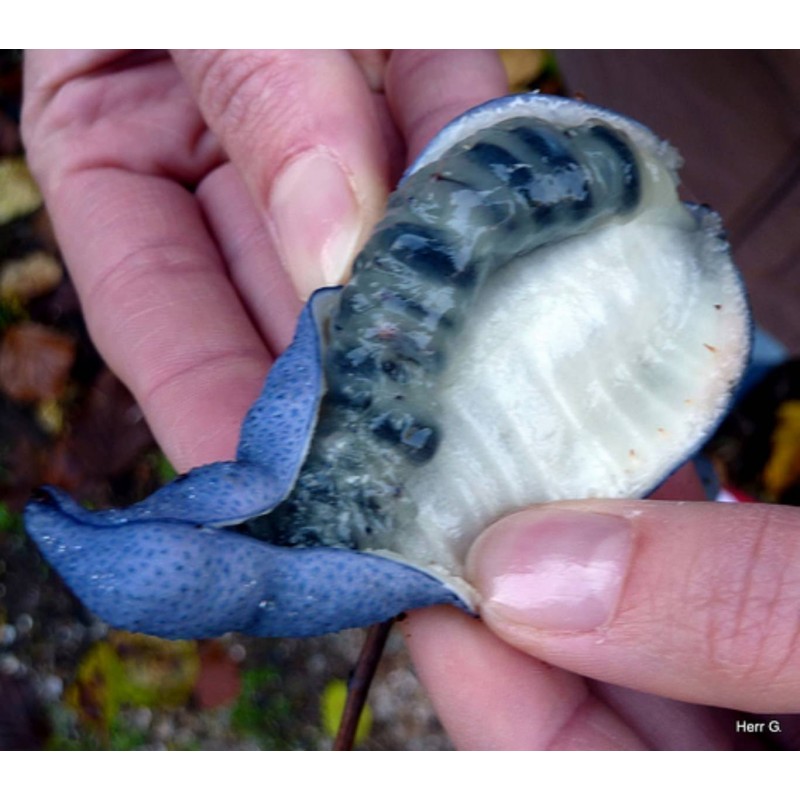Price: €1.9 - Blaugurke Blauschote Samen Decaisnea fargesii - 