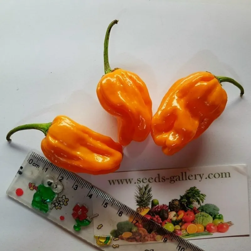 Σπόροι τσίλι Numex Suave Orange