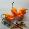 Σπόροι τσίλι Numex Suave Orange