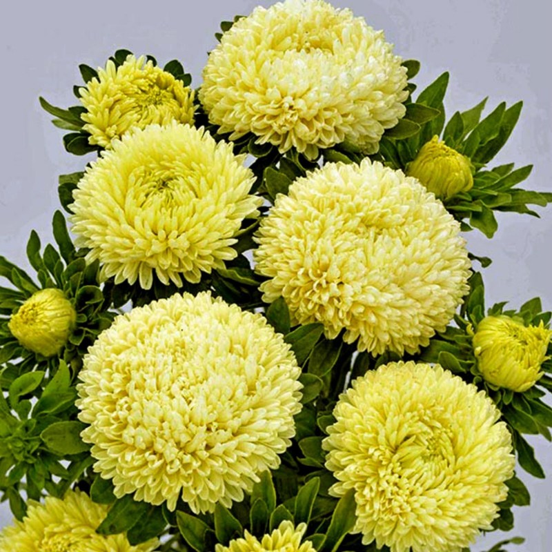 Graines de Reine Marguerite Jaune (Callistephus Aster) - Prix €1.95