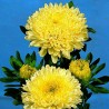 Price: €1.95 - Semillas de Reina margarita Amarillo (Callistephus aster) - 