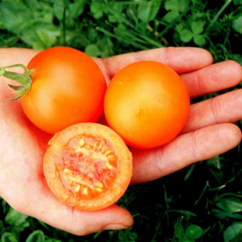Price: €1.85 - AURIGA Γερμανικά ντομάτας Σπόροι (Solanum lycopersicum) - Seeds Gallery