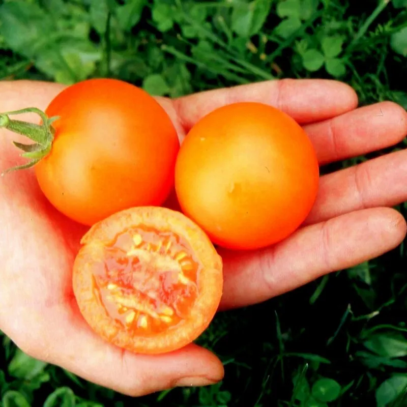 Semillas de tomate alemán AURIGA (Solanum lycopersicum)
