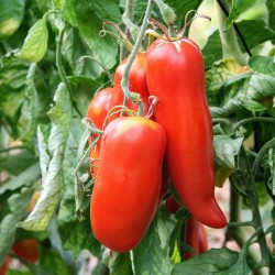 Andenhorn - ANDINE CORNUE Tomatensamen 1.95 - 2