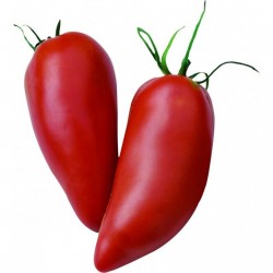 Price: €1.95 - Semillas de tomate Andine Cornue - Seeds Gallery