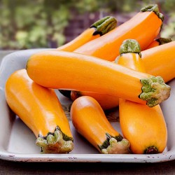 Orange Zucchini Seeds SOLEIL 1.85 - 1