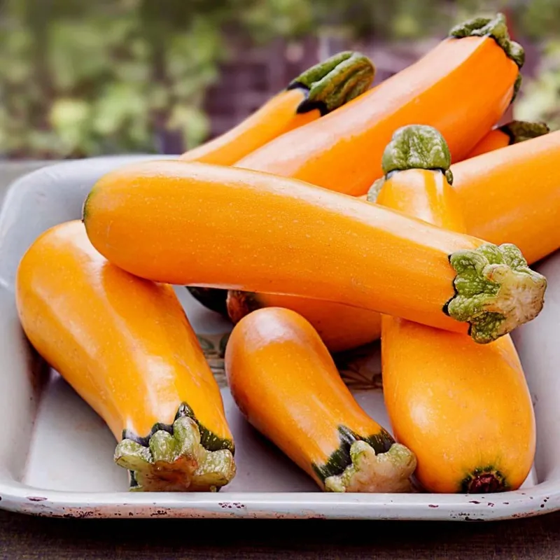 Orange Zucchini Samen SOLEIL
