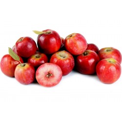 Sementes de Maçã Sibéria (Malus baccata) 1.75 - 1