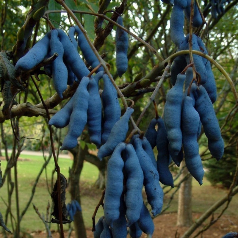 Price: €1.9 - Blaugurke Blauschote Samen Decaisnea fargesii - 