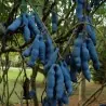 Semillas Banana Azul (Decaisnea fargesii)