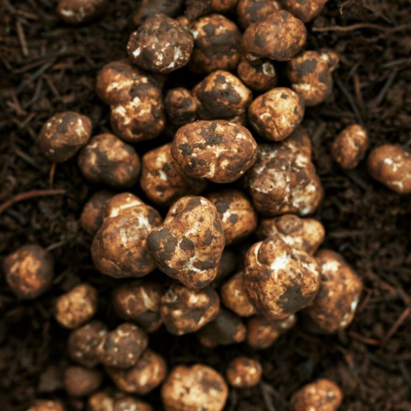 Price: €17 - Vit Tryffel Mycel (Tuber magnatum) - 