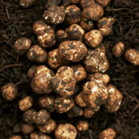Micelio de Tartufo Bianco (Tuber magnatum)