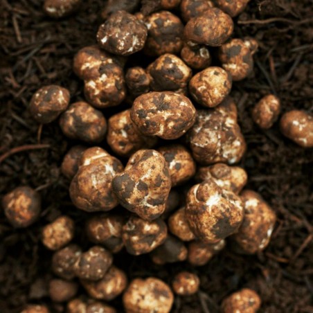Price: €17 - Vit Tryffel Mycel (Tuber magnatum) -
