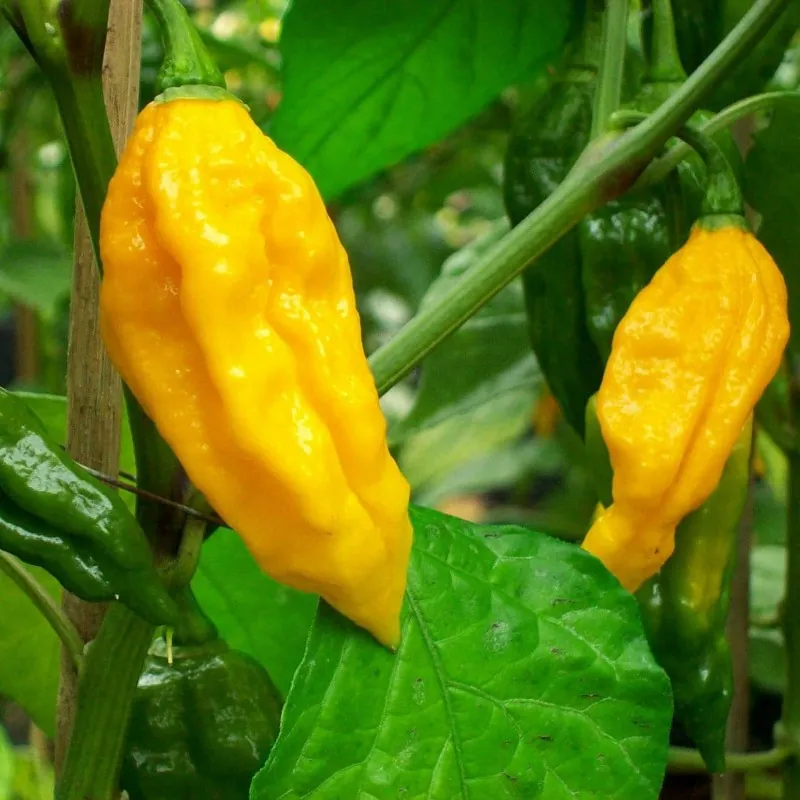 Semillas De Chile Fatalii