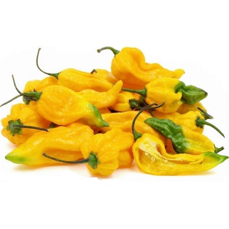 Fatalii - Graines de Piments
