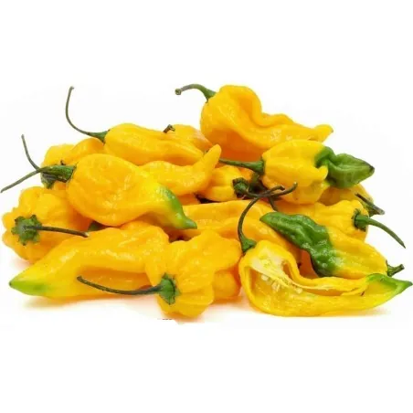 Fatalii - Graines de Piments