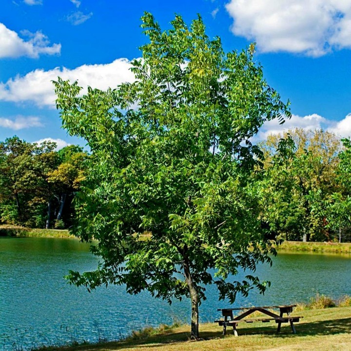 Pecan Seeds (Carya illinoinensis) - 4.455