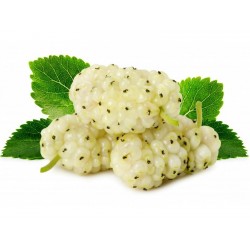 Price: €2.95 - Beli Dud Seme (Morus alba) - 