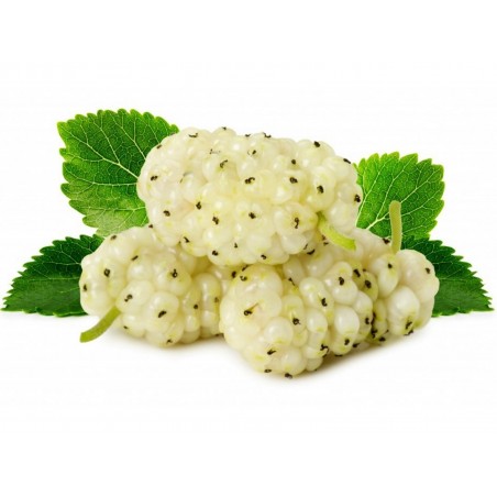 Price: €2.95 - Semi di Gelso Bianco frutti deliziosi (Morus alba) -